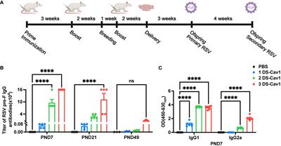 Exacerbated lung inflammation in offspring with high maternal antibody levels following secondary RSV exposure